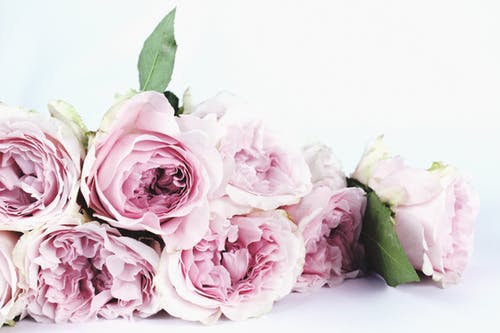 Roses
