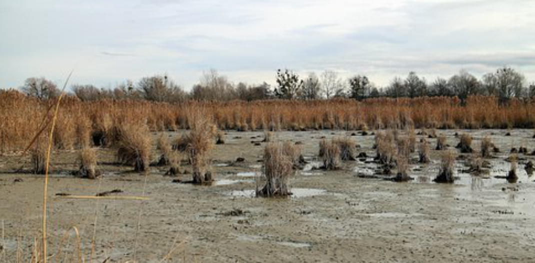 muddy lake