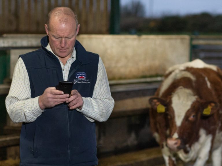 Dairy farmer searching Google on mobile phone